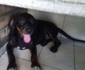 Cachorro raça  idade 2 a 6 meses nome Dylan