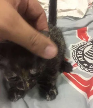 Gato raça vira idade Abaixo de 2 meses nome Gatinha