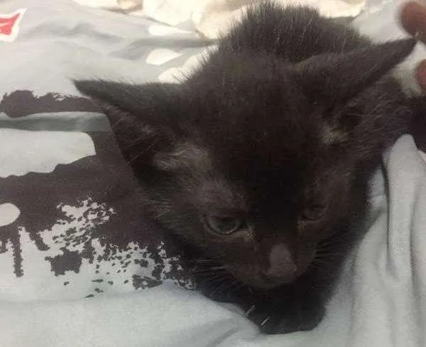 Gato ra a Sem raça idade Abaixo de 2 meses nome Sem Nome