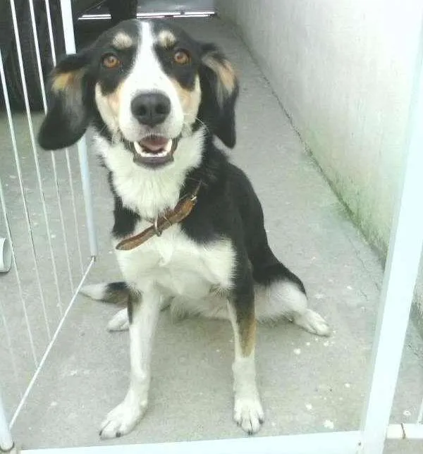 Cachorro ra a VIRA LATA idade 2 anos nome GORDINHA