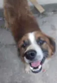 Caramelo