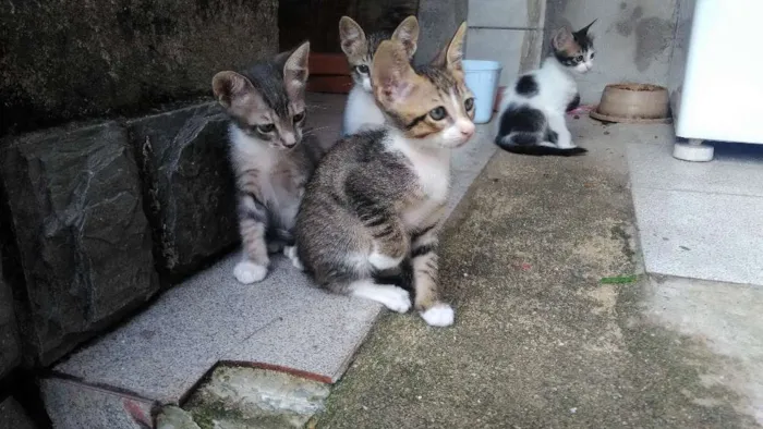 Gato raça Viralatas idade 2 a 6 meses nome Filhotes
