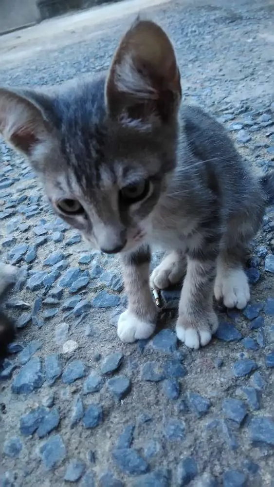 Gato raça Viralatas idade 2 a 6 meses nome Filhotes