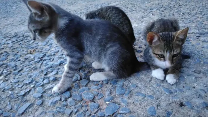 Gato raça Viralatas idade 2 a 6 meses nome Filhotes