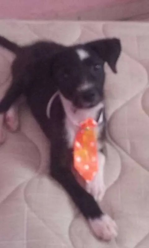 Cachorro ra a SRD idade 2 a 6 meses nome Não tem