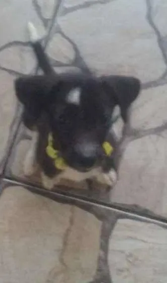 Cachorro ra a SRD idade 2 a 6 meses nome Não tem