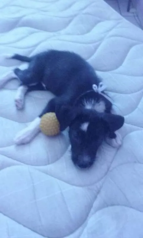 Cachorro ra a SRD idade 2 a 6 meses nome Não tem