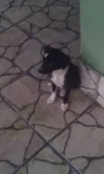 Não tem