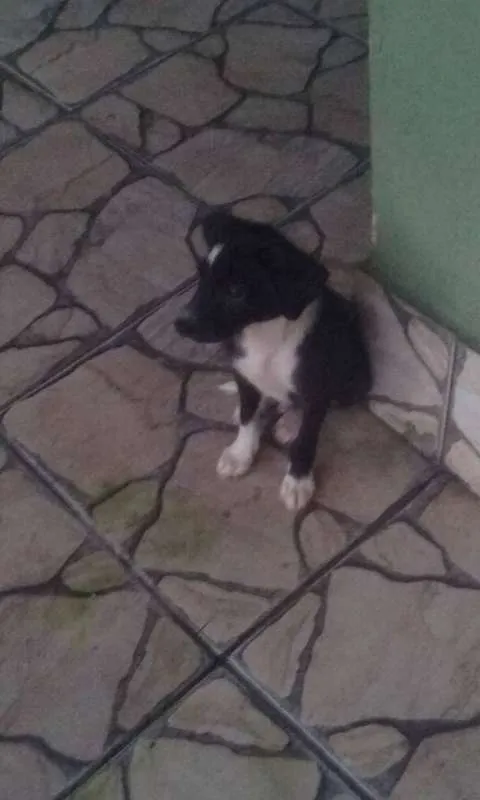 Cachorro ra a SRD idade 2 a 6 meses nome Não tem