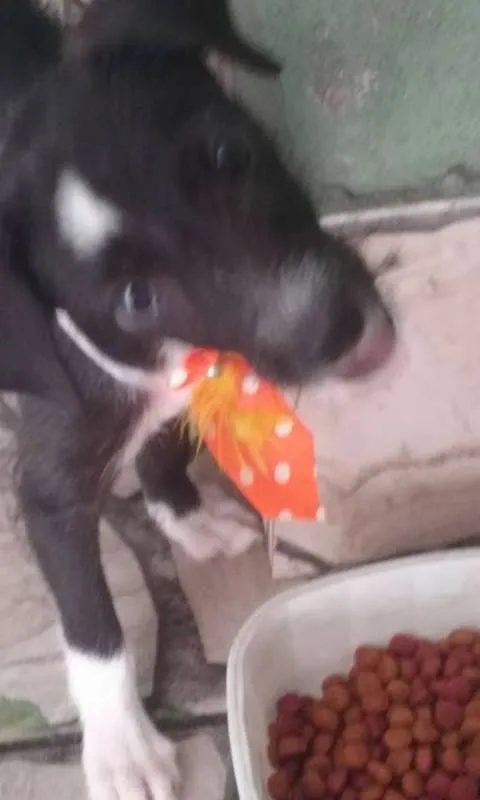 Cachorro ra a SRD idade 2 a 6 meses nome Não tem