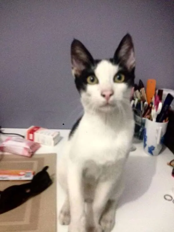 Gato ra a - idade 7 a 11 meses nome Nino