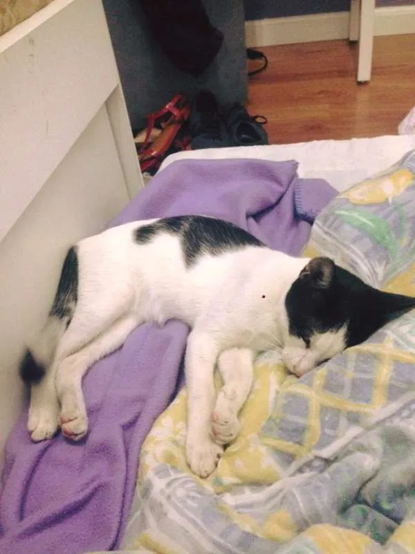 Gato ra a - idade 7 a 11 meses nome Nino