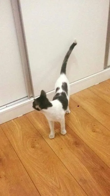 Gato ra a - idade 7 a 11 meses nome Nino