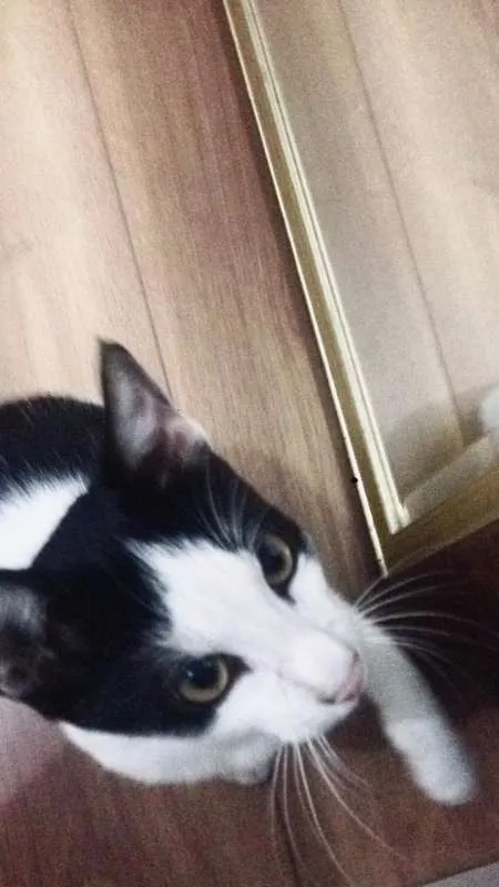 Gato ra a - idade 7 a 11 meses nome Nino