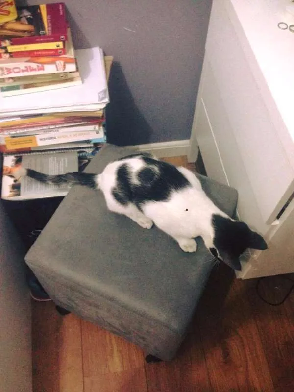 Gato ra a - idade 7 a 11 meses nome Nino