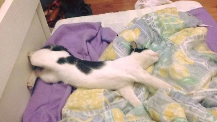 Gato ra a - idade 7 a 11 meses nome Nino
