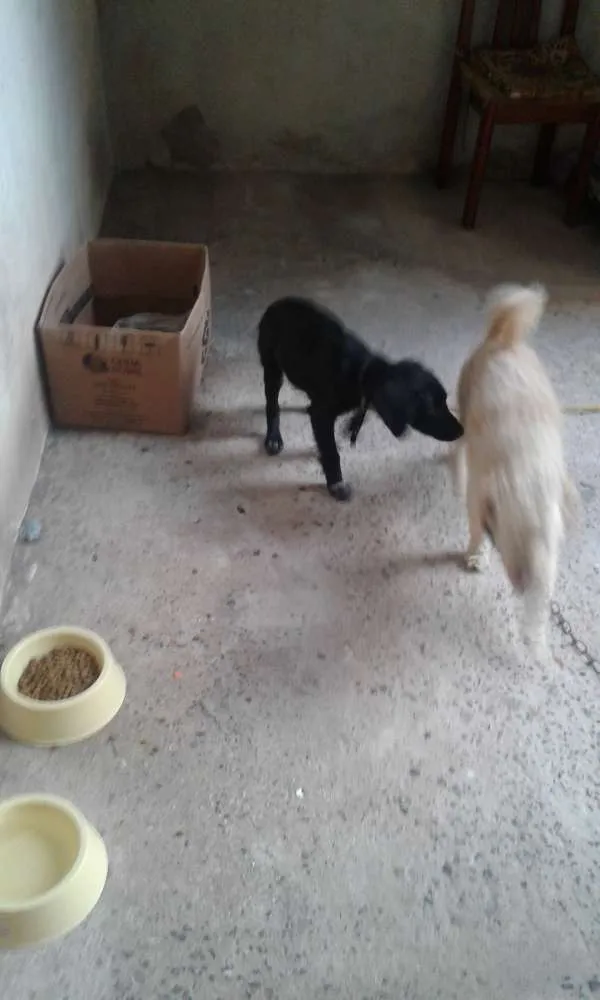 Cachorro ra a vira lata  idade  nome Mary