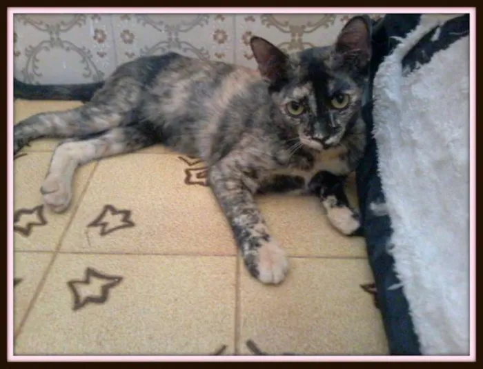 Gato ra a SRD idade 2 a 6 meses nome ''Escaminha"