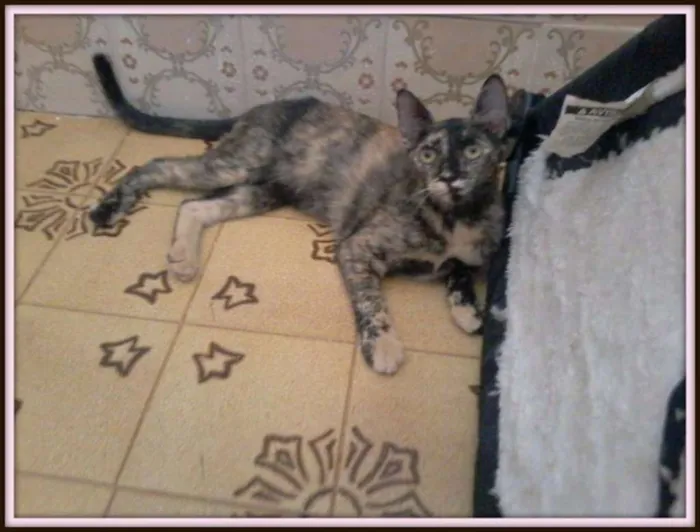Gato ra a SRD idade 2 a 6 meses nome ''Escaminha"