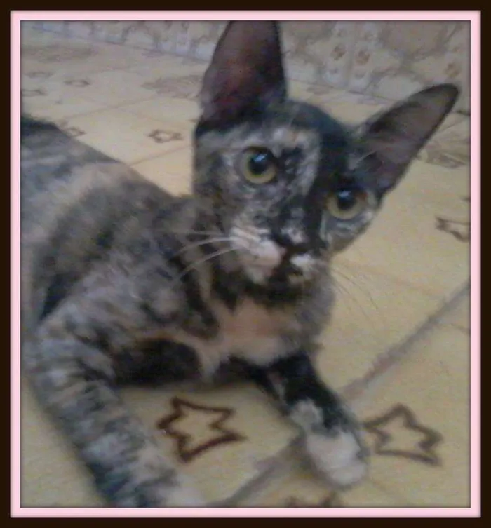 Gato ra a SRD idade 2 a 6 meses nome ''Escaminha"