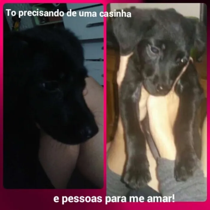 Cachorro ra a Srd idade 2 a 6 meses nome Sem nome