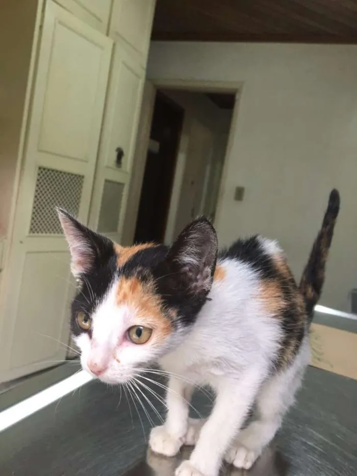 Gato ra a SRD idade 2 a 6 meses nome Sem Nome