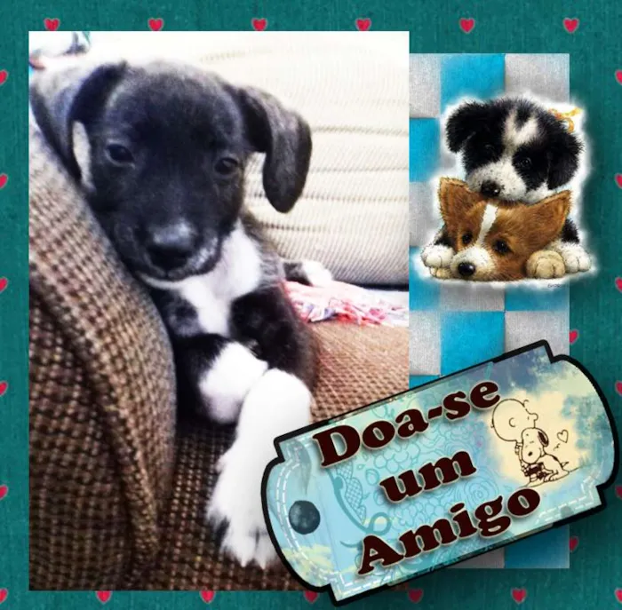 Cachorro ra a SRD idade 2 a 6 meses nome Amigo