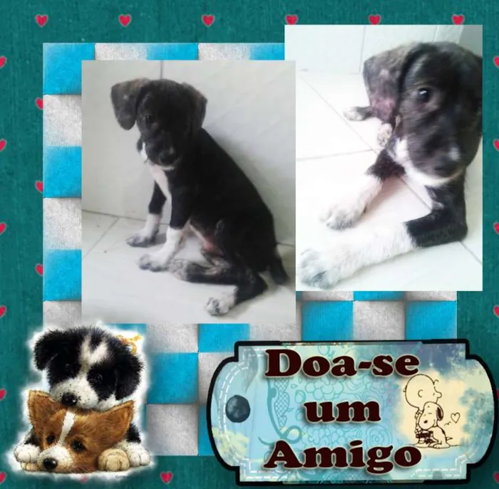 Cachorro ra a SRD idade 2 a 6 meses nome Amigo