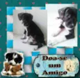 Amigo