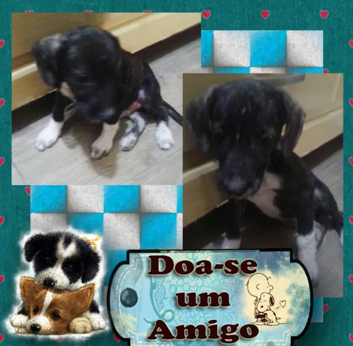 Cachorro ra a SRD idade 2 a 6 meses nome Amigo