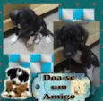 Amigo