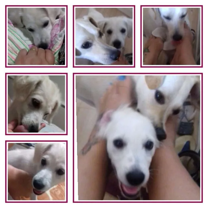 Cachorro ra a Vira lata com labrador idade 2 a 6 meses nome Estrela e Rodolfo