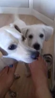 Estrela e Rodolfo
