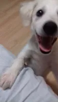 Estrela e Rodolfo
