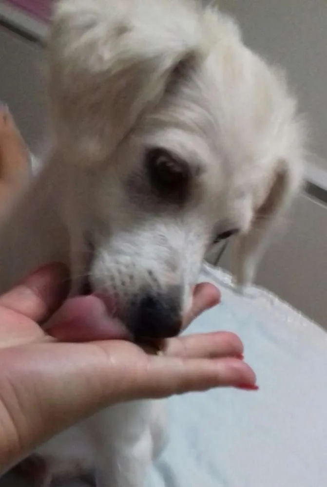 Cachorro ra a Vira lata com labrador idade 2 a 6 meses nome Estrela e Rodolfo
