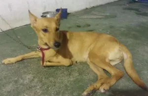 Cachorro raça Vira lata idade 2 anos nome Amarela