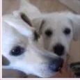 Estrela e Rodolfo