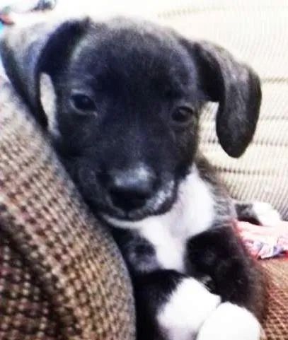 Cachorro ra a SRD idade 2 a 6 meses nome Amigo