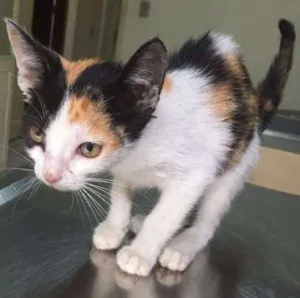 Gato raça SRD idade 2 a 6 meses nome Sem Nome