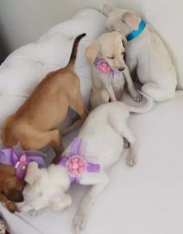 Cachorro ra a mix idade Abaixo de 2 meses nome nao tem
