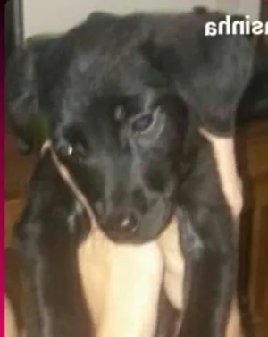 Cachorro raça Srd idade 2 a 6 meses nome Sem nome