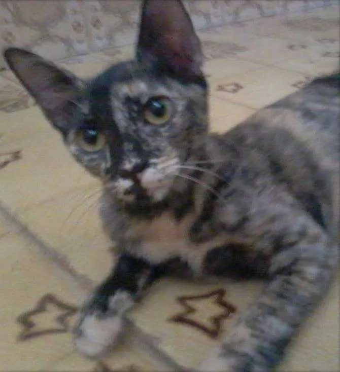 Gato ra a SRD idade 2 a 6 meses nome ''Escaminha"