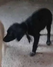 Cachorro raça vira lata  idade  nome Mary