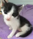 Astro