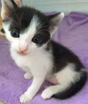 Gato raça SRD idade Abaixo de 2 meses nome Astro