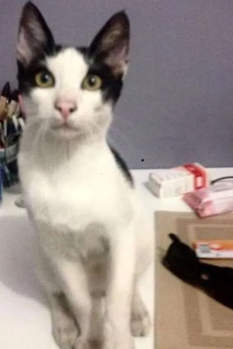 Gato ra a - idade 7 a 11 meses nome Nino