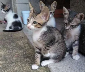 Gato raça Viralatas idade 2 a 6 meses nome Filhotes