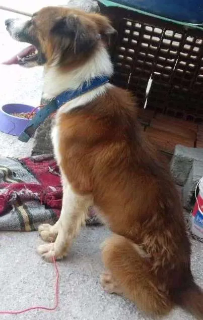 Cachorro ra a SRD idade 1 ano nome Caramelo