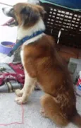Caramelo