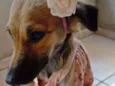 Pão de Mel